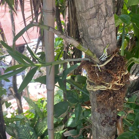 Owl House Hotel Piedades Ngoại thất bức ảnh