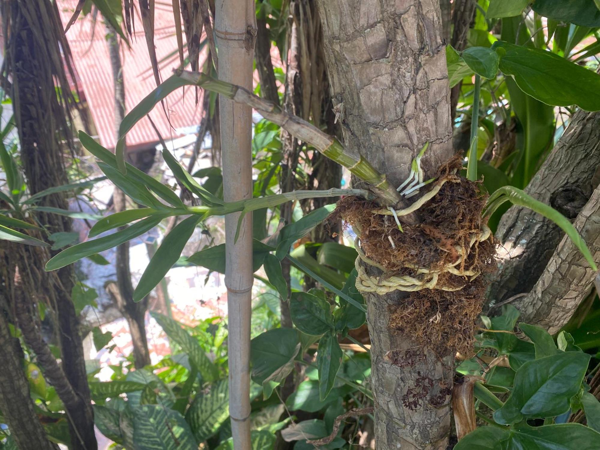 Owl House Hotel Piedades Ngoại thất bức ảnh